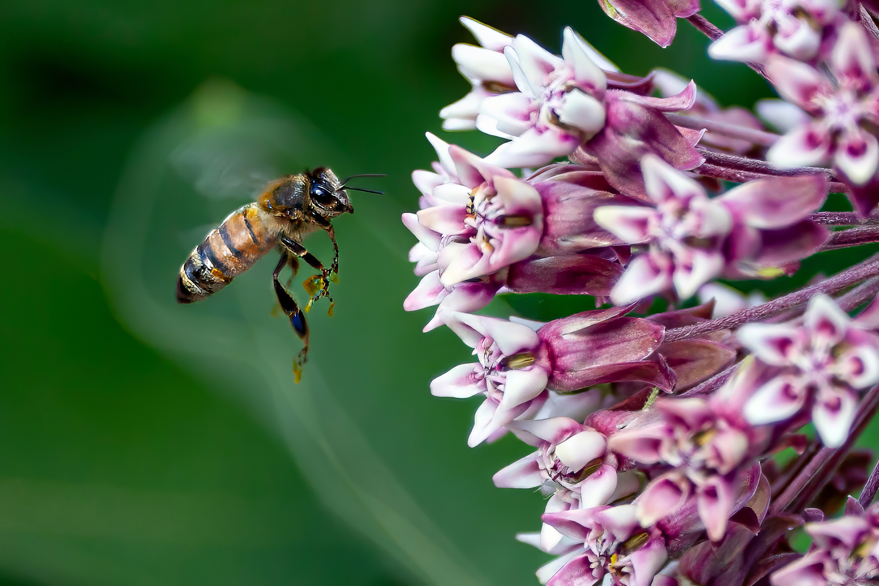 1st PrizeOpen Color In Class 3 By Chuck Payette For Milkweed Buffet SEP-2024.jpg